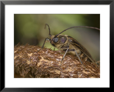 Huhu Beetle, New Zealand by Tobias Bernhard Pricing Limited Edition Print image