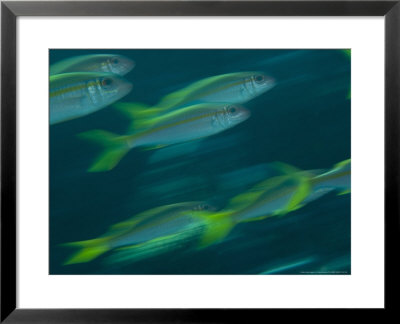 Striped Goatfish, Shoal, New Caledonia by Tobias Bernhard Pricing Limited Edition Print image