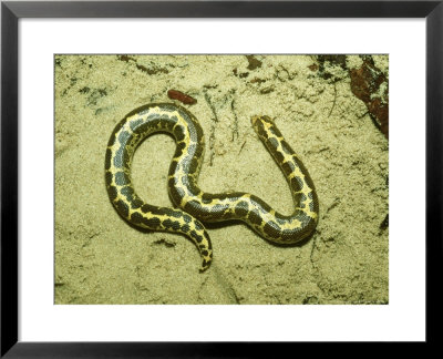 Kenyan Sand Boa, East Africa by Andrew Bee Pricing Limited Edition Print image