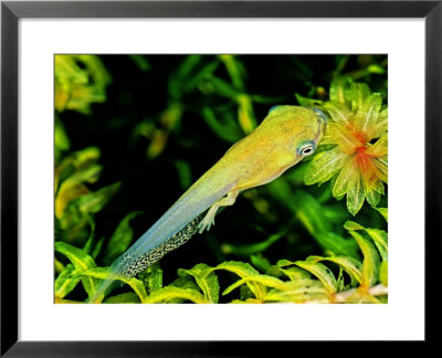 Tadpole With Back Legs, Paraguay by Emanuele Biggi Pricing Limited Edition Print image