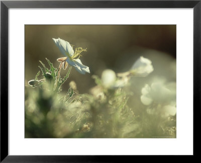 Prairie Evening-Primrose, Flowering, California by Olaf Broders Pricing Limited Edition Print image