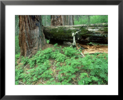 Giant Sequoia, Sequoia National Park, California, Usa by Olaf Broders Pricing Limited Edition Print image