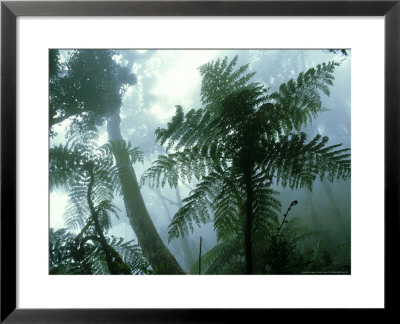 Mount Kinabalu, Borneo, Malaysia by Martyn Colbeck Pricing Limited Edition Print image