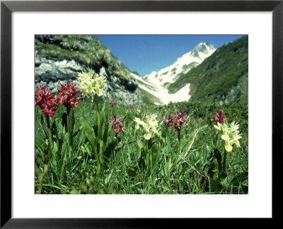 Elder-Flowered Orchid, Red & Yellow Forms, French Pyrenees by Martyn Colbeck Pricing Limited Edition Print image