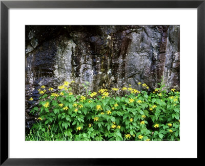 Green-Headed Coneflower In Flower, Tn by Willard Clay Pricing Limited Edition Print image