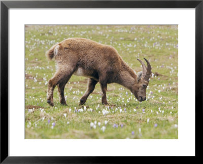 Ibex, Young Male Grazing, Switzerland by David Courtenay Pricing Limited Edition Print image