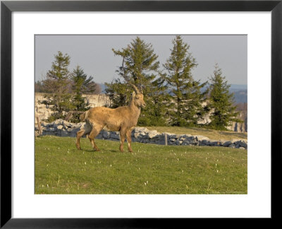 Ibex, Young Male In Meadow, Switzerland by David Courtenay Pricing Limited Edition Print image