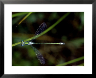 Emerald Damselfly, Male, Surrey by Larry Crowhurst Pricing Limited Edition Print image