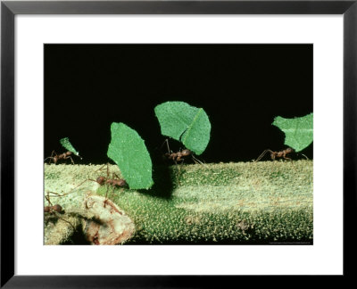 Leaf-Cutting Ants, Atta Cephalotes by David M. Dennis Pricing Limited Edition Print image