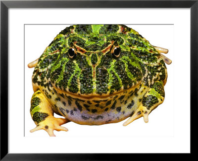 Bells Horned Frog by David M. Dennis Pricing Limited Edition Print image