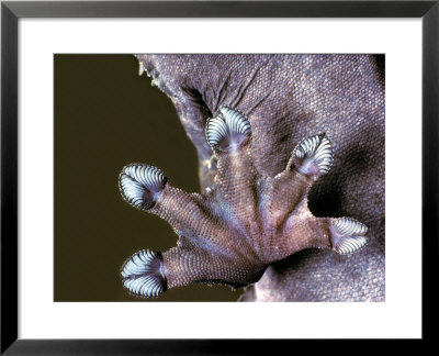 Leaf Gecko by David M. Dennis Pricing Limited Edition Print image