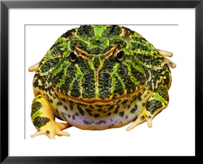 Horned Frog, South America by David M. Dennis Pricing Limited Edition Print image