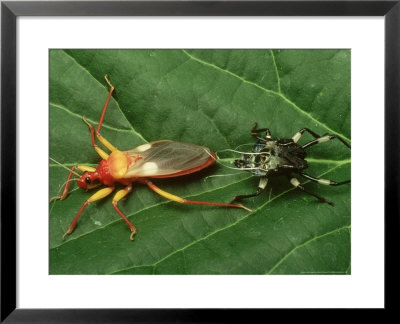 Assassin Bug, With Exuviae, Africa by David M. Dennis Pricing Limited Edition Print image