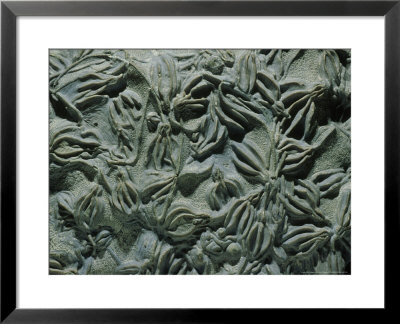 Crinoids, Warren County, Ohio by David M. Dennis Pricing Limited Edition Print image