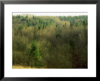 Cowley Woods In Winter, Gloucestershire, England by Mike England Pricing Limited Edition Print image