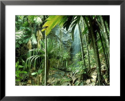 Pandanus Vandemeerschii, Vallee De Mai, Praslin, Seychelles by Berndt Fischer Pricing Limited Edition Print image