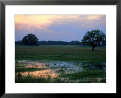 Wetland In The Hungarian Puszta, Hungary by Berndt Fischer Pricing Limited Edition Print image