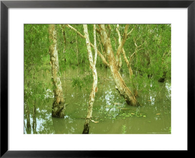 Northern Paperbarks In Seasonal Swamp, Nt, Australia by Michael Fogden Pricing Limited Edition Print image