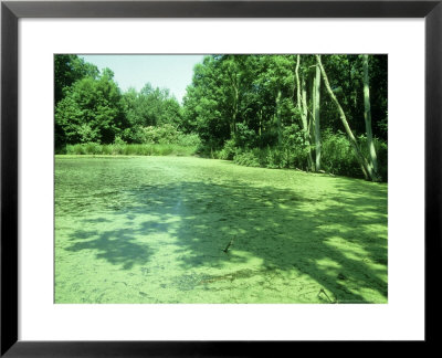 Duckweed, Oxon, Uk by Paul Franklin Pricing Limited Edition Print image