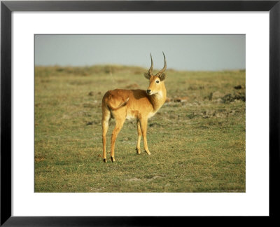 Uganda Kob, Male Standing, Botswana by Patricio Robles Gil Pricing Limited Edition Print image