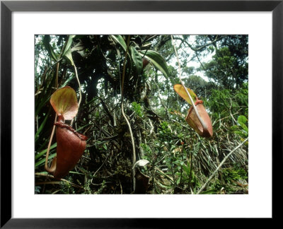 Kinabalu Pitcher Plant, Mount Kinabalu, E. Malaysia by William Gray Pricing Limited Edition Print image