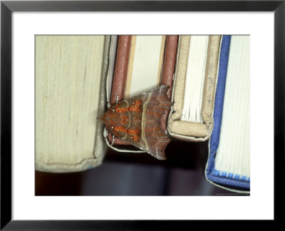 Herald Moth On Books, Devon by William Gray Pricing Limited Edition Print image