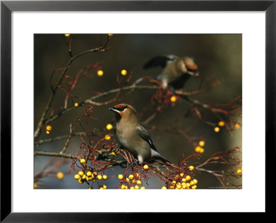 Waxwing by Mark Hamblin Pricing Limited Edition Print image