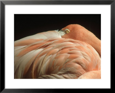 Greater Flamingo, Bill Under Wing, Twycrass Zoo by Mark Hamblin Pricing Limited Edition Print image