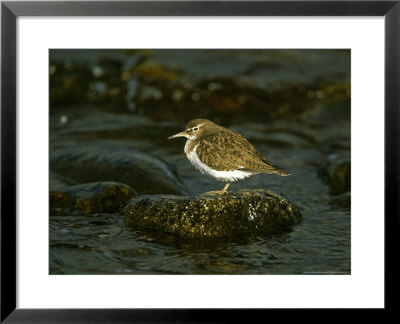 Common Sandpiper, Perched On Rock, Scotland by Mark Hamblin Pricing Limited Edition Print image