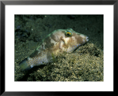 Sharpnose Puffer, Lanzarote, Canary Islands by Paul Kay Pricing Limited Edition Print image