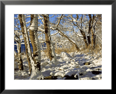 Snow On Trees, Finland by Heikki Nikki Pricing Limited Edition Print image