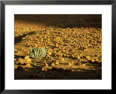 Euphorbia, Skeleton Coast Park, Namibia by Stan Osolinski Pricing Limited Edition Print image