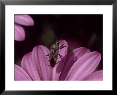 Coryzus Hyoscyami On Flower, Mallorca, Spain by O'toole Peter Pricing Limited Edition Print image
