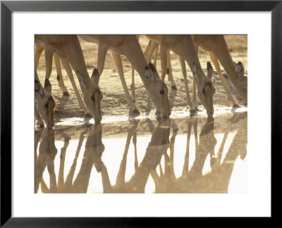 Impala, Drinking From Waterhole, Botswana by Richard Packwood Pricing Limited Edition Print image