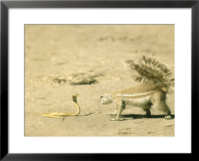 Ground Squirrel, Investigating A Lethal Juvenile Cape Cobra, South Africa by Richard Packwood Pricing Limited Edition Print image