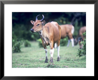 Banteng, Bos Javanicus Female Ujung Kulon, Indonesia by Mary Plage Pricing Limited Edition Print image