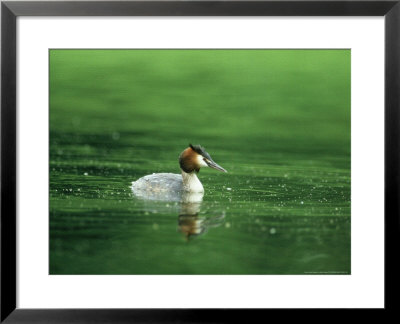 Great Crested Grebe, Swimming, Gloscestershire by Mike Powles Pricing Limited Edition Print image