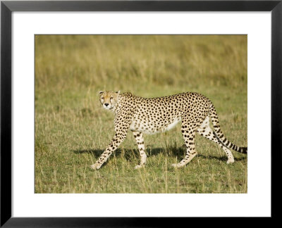 Cheetah, Female Striding, Maasai Mara, Kenya by Mike Powles Pricing Limited Edition Print image