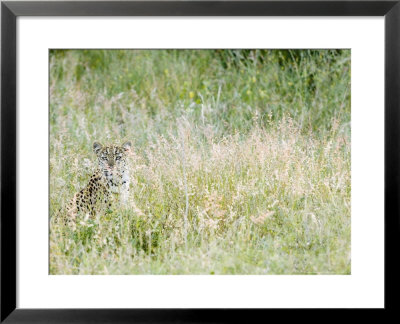Leopard, Female Camouflaged In Long Grass, Botswana by Mike Powles Pricing Limited Edition Print image