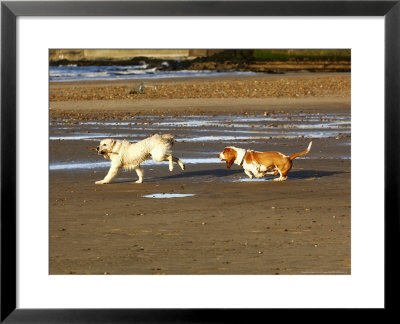 Two Dogs Playing, Scotland by Keith Ringland Pricing Limited Edition Print image