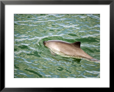 Harbour Porpoise, Surfacing, Scotland by Keith Ringland Pricing Limited Edition Print image