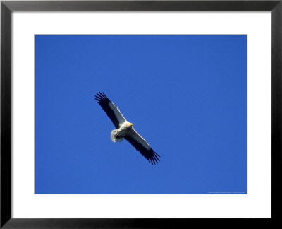 Egyptian Vulture, Flying, Spain by Carlos Sanchez Alonso Pricing Limited Edition Print image
