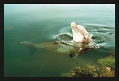 Dolphin by Peter Arnold Pricing Limited Edition Print image