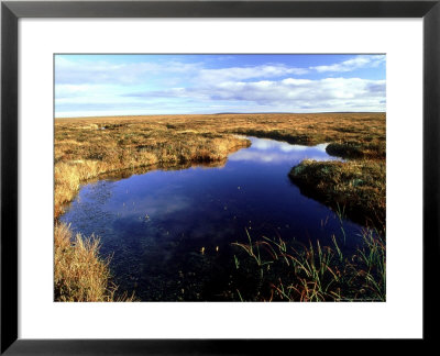 Peatland Or Flow Country, Caithness, Scotland by Iain Sarjeant Pricing Limited Edition Print image