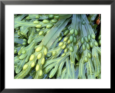 Bladder Wrack, Orkneys, Scotland by Iain Sarjeant Pricing Limited Edition Print image