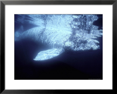 Southern Right Whale, Patagonia, Argentina by Gerard Soury Pricing Limited Edition Print image