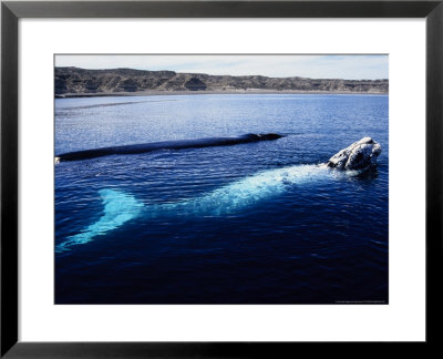Southern Right Whale, Mother And Calf, Valdes Peninsula by Gerard Soury Pricing Limited Edition Print image