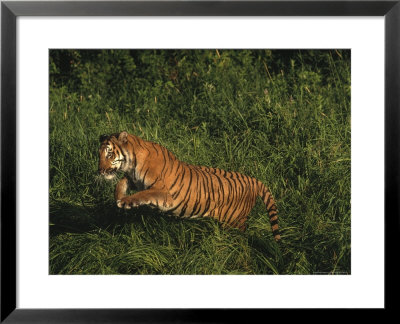 Bengal Tiger, Panthera Tigris, Endangered Species by Robert Franz Pricing Limited Edition Print image