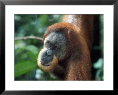 Male Sumatran Orangutan, Pongo Pygmaeus, Indonesia by Robert Franz Pricing Limited Edition Print image