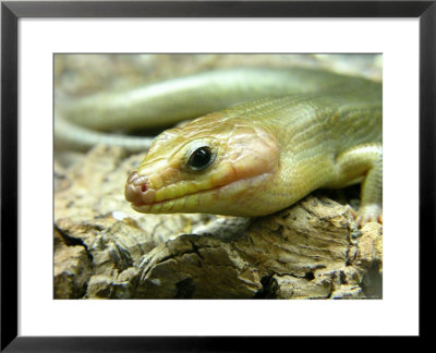 Broadheaded Skink, Eumeces Laticeps by Larry F. Jernigan Pricing Limited Edition Print image